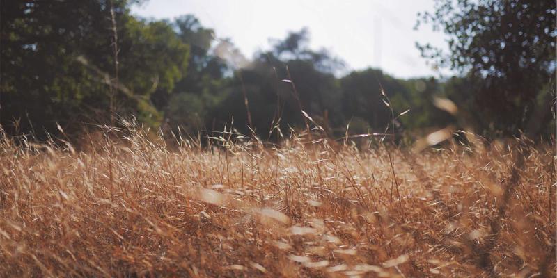 在理性与启示之间:基督徒知识分子如何深度整合信仰与学术研究